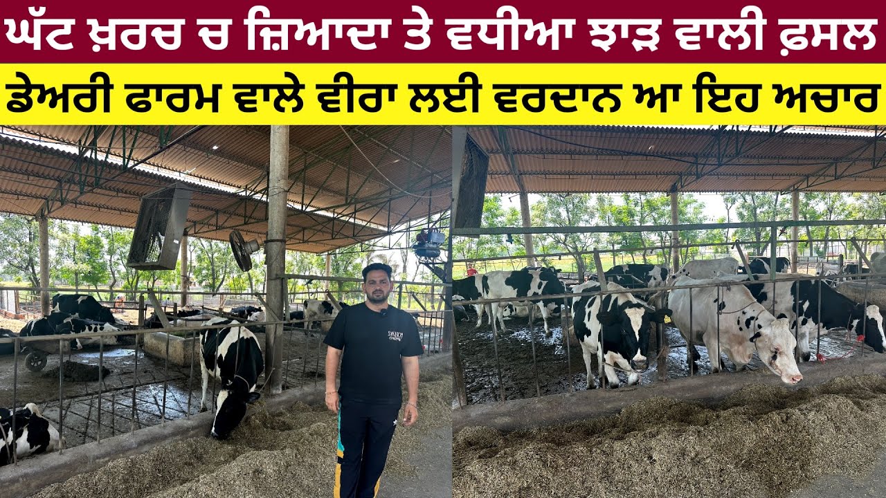 ਘੱਟ ਖਰਚੇ ਚ ਵਧੀਆ ਤੇ ਜ਼ਿਆਦਾ ਝਾੜ ਦੇਣ ਵਾਲੀ ਅਚਾਰ ਦੀ ਫ਼ਸਲ ਬਾਰੇ ਸੁਣੋ ਸਫ਼ਲ ਕਿਸਾਨ ਕੋਲੋ