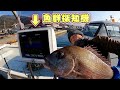 海の中の魚が見える!?︎魚群探知機で漁をしてみたら巨大タイが獲れた。