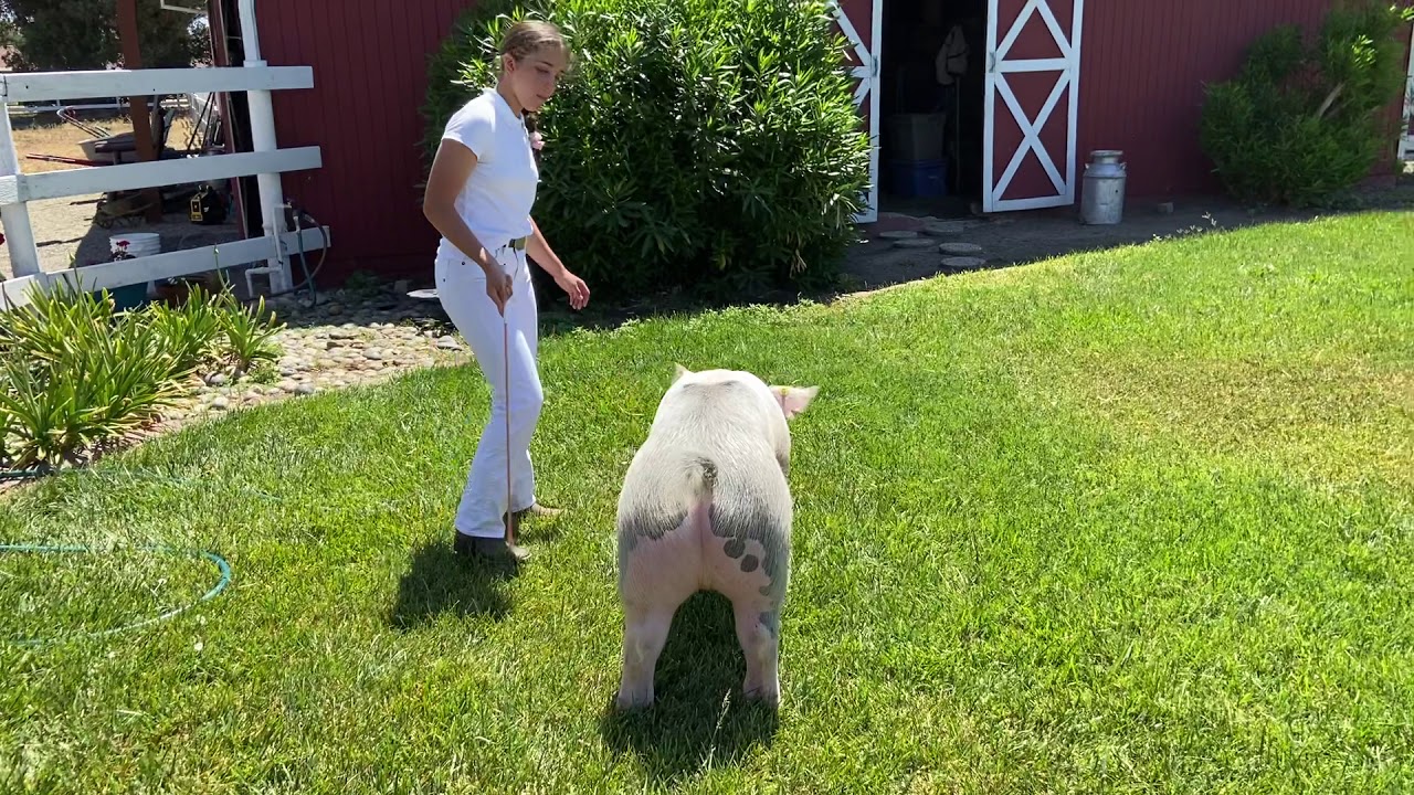 Addison Perry (Crossbred Hog #712) - YouTube