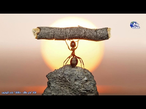 فيديو: حقائق صغيرة حول النمل مان