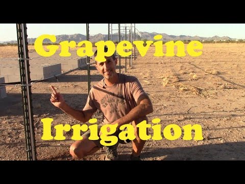 Video: Grapevine Irrigation Requirements: Kawm Txog Watering Grapes In The Garden