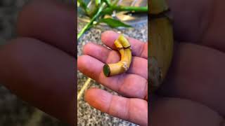 Lucky Bamboo Cleaning