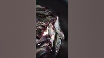 Câu cá ngạnh sông về nấu canh chua