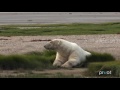 How to Get Up Close to a Polar Bear ('Angry Planet' Season Finale Clip)