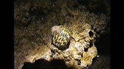 Titokzatos létformák 7. rész. Puhatestűek törzse 1. (Mollusca)