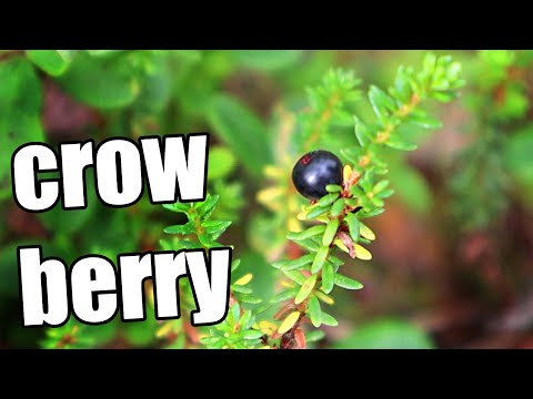 Video: Hilagang Crowberry: Isang Itim Na Berry Na May Mga Katangian Ng Gamot