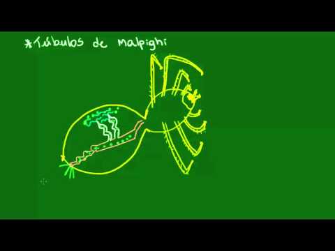 Vídeo: Diferença Entre Nefrídia E Túbulos De Malpighi