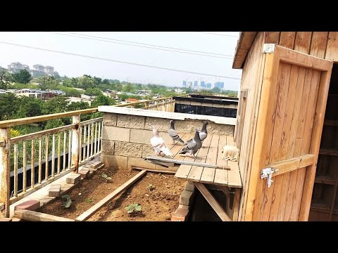 难得飞鸽子，再看看喷的小鸽子！养鸽人付出应该有点回报