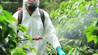 Pesticidewise: spraying pesticides laterally using a knapsack sprayer