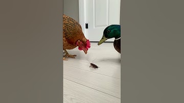 Chicken vs. Duck The Great Cockroach War!