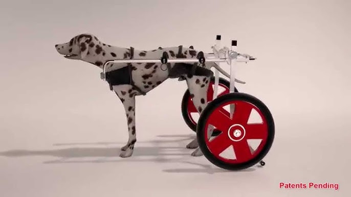 Quads Dog Wheelchairs - Eddie's Wheels for Pets - The Pet Mobility Experts