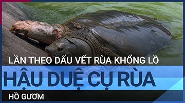 Truy tìm rùa khổng lồ, hậu duệ cụ rùa Hồ Gươm | VTC Tin mới