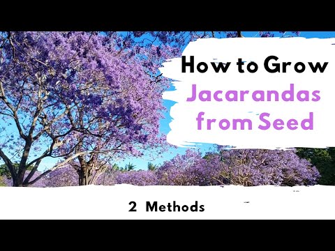 How to Grow Jacaranda Trees From Seed ( 2 Methods)