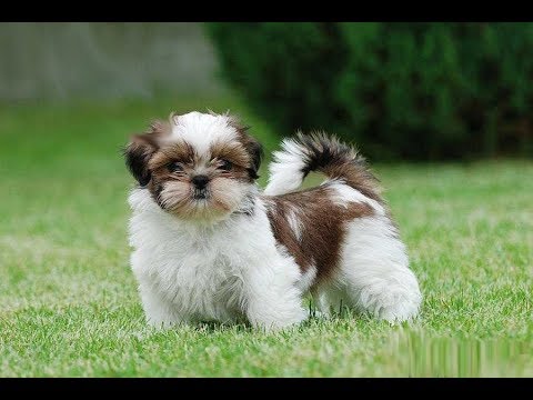 Shih Tzu Tout Savoir Sur Cette Race De Chien Shih Tzu Dog Vf