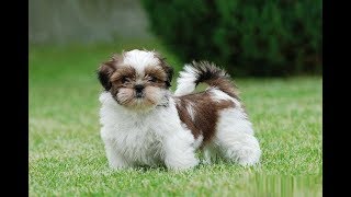 Shih Tzu: tout savoir sur cette race de chien (Shih Tzu dog) [VF]