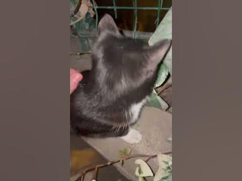 Маленькие котики играют 😸🫶🏻🩷 - YouTube