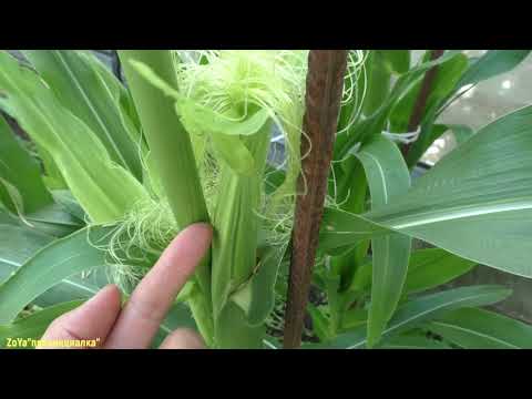 Видео: Следует ли окучивать сладкую кукурузу?