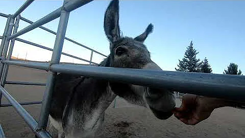 No Force No Fear Wild Burro and Donkey Training - ...
