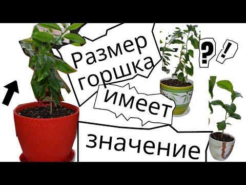Почему не растёт лимон. Всё о пересадке