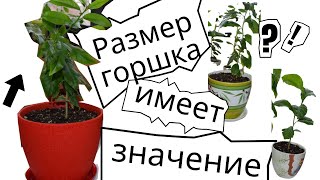 Почему не растёт лимон. Всё о пересадке