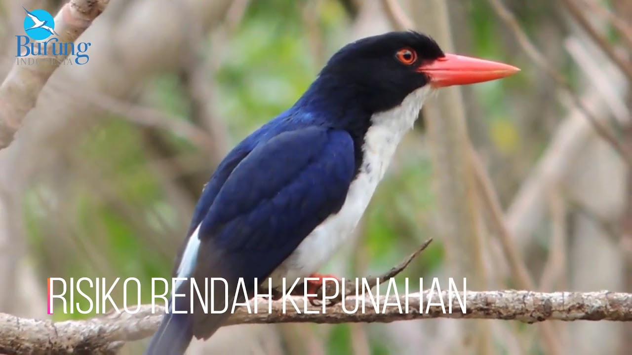 Sekilas Burung: Cekakak tunggir putih 