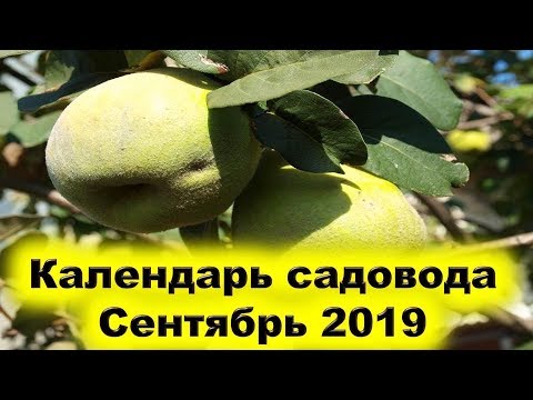 Календарь садовода сентябрь 2019 года. Почему нужно обработать кремниевым раствором растения сада?