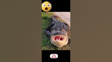 Inside the jaws #fishing #aligators #crocodile