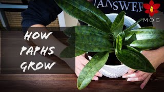 Growth stages of Paphiopedilum Orchids  What to expect from your slipper Orchid!