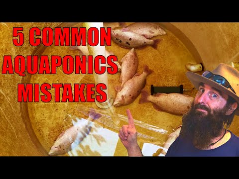 5-common-aquaponic-mistakes-that-are-easy-to-avoid