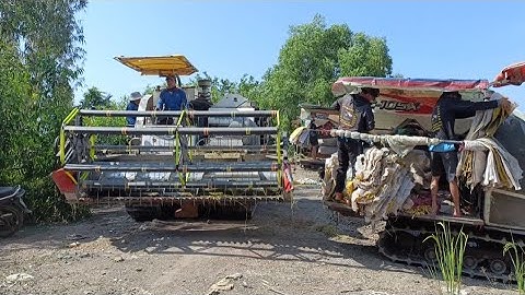 ba máy cắt 105 binh tóc độ cắt lúa nhật đồng kiêng giang rất nhanh tập70#maibangtv