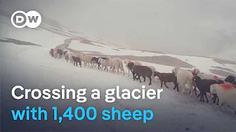 Dangerous Alpine crossings - The shepherds unafraid to take risks | DW Documentary