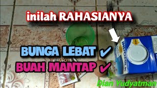 CARA DAN PANDUAN MEMBUAT PELEBAT BUNGA DAN BUAH (BOOSTER BUNGA)