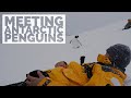 PENGUINS!!! | Befriending a Colony of Antarctic Gentoo Penguins