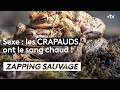 Sexe : les crapauds ont le sang chaud ! - ZAPPING SAUVAGE