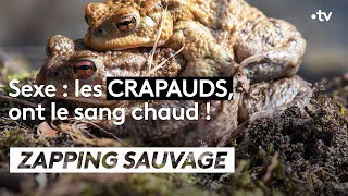 Sexe : les crapauds ont le sang chaud ! - ZAPPING SAUVAGE