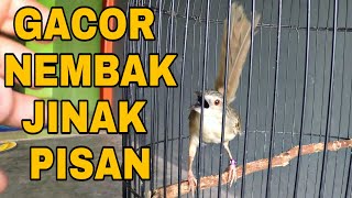 Suara Burung CIBLEK GUNUNG GACOR Untuk PANCINGAN dan MASTERAN Volume Keras