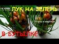 Выращивание лука на зелень в бутылке.Лук на перо дома