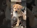 cute kitten enjoys with little puppy