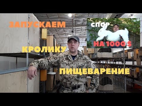 Видео: Потеря аппетита у кроликов