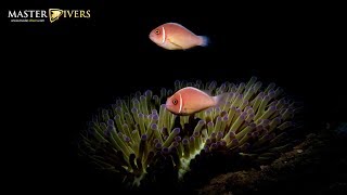 Weekly Diving Report for Koh Tao by Master Divers - Sep 28th - Oct 4th 2019