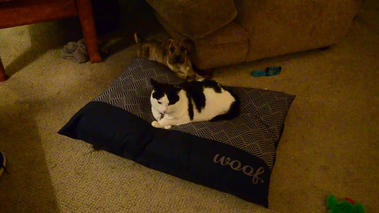 Cat steal dog bed YouTube