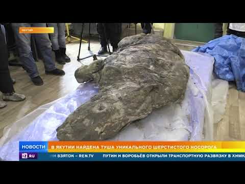 Уникального шерстистого носорога нашли в Якутии