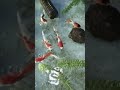komageme submerge goldfish 001