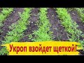 Укроп взойдет щеткой! Посейте так укроп, получите быстрые всходы!