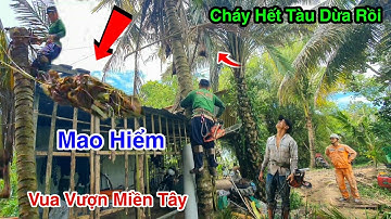 Vua Vượn Miền Tây Cưa 2 Cây Dừa Cạnh Đường Cao Thế Cùng Với Đệ Tử Hoàng Quá Căng Thẳng