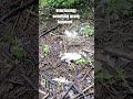 ...between the time some of the eggs were hatched n 2-3days later: only a single baby swan survived!
