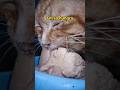Jutaan orang menangis melihat kucing ini Vol 03 #cat #cats