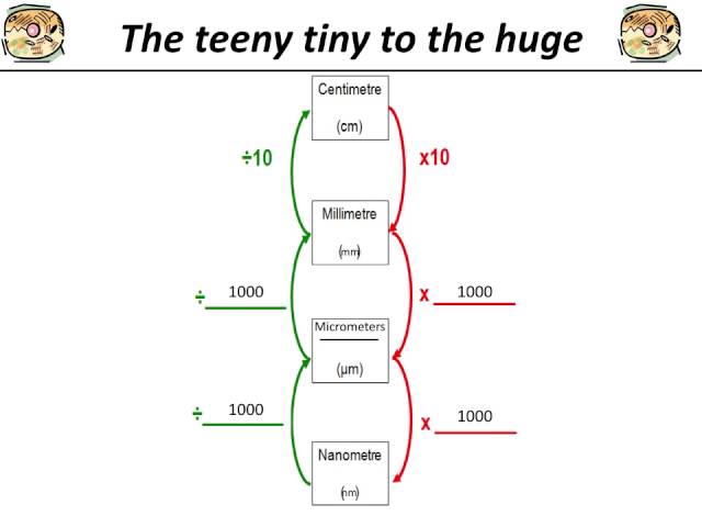 Measurement Conversion Chart Metric Maths Resources
