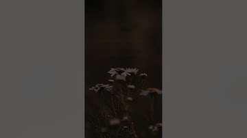 تلاوة خاشعة تريح النفس 💖😍