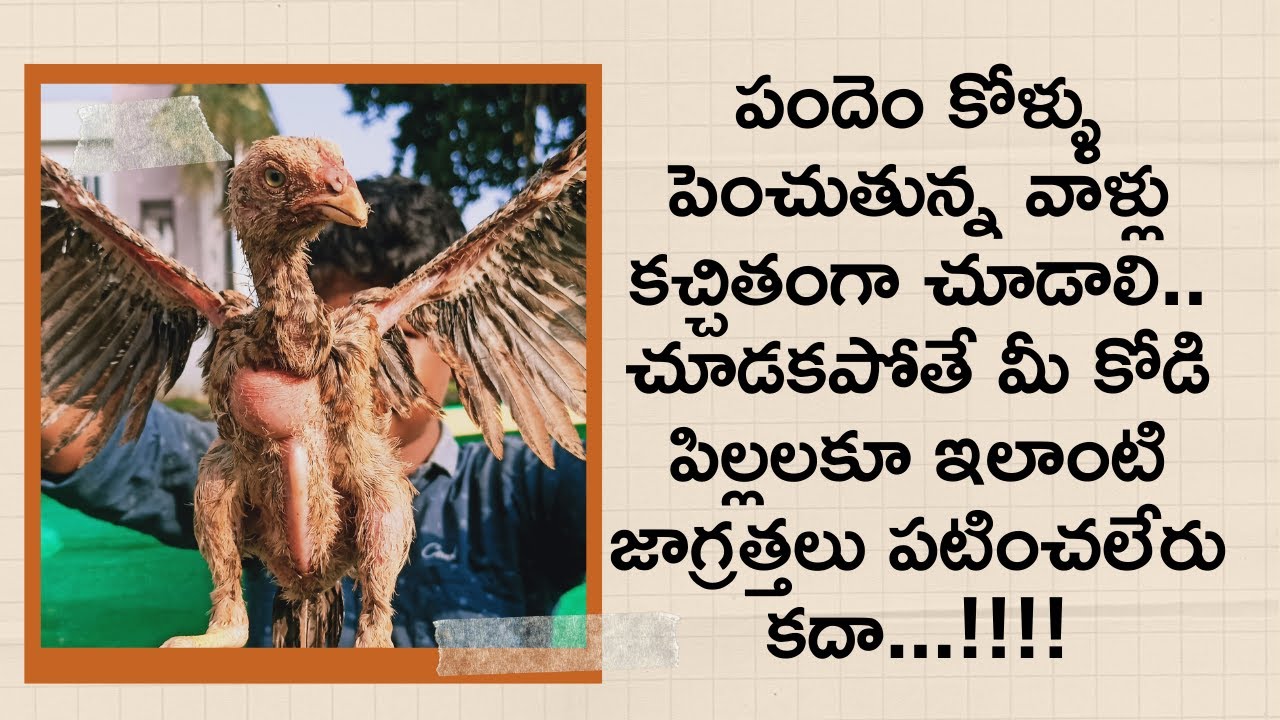 మీ కోడి పిల్లలు ఆరోగ్యంగా ఉండాలంటే ఈ మందులు తప్పక వాడాలి..లేకపోతే మీ కోడి పిల్లలు గోవిందా..!!! #ssbf